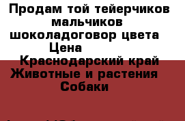 Продам той-тейерчиков мальчиков  шоколадоговор цвета › Цена ­ 4 500 - Краснодарский край Животные и растения » Собаки   